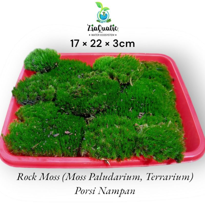 Rock Moss Porsi Nampan - Moss Darat Paludarium Terrarium Vivarium