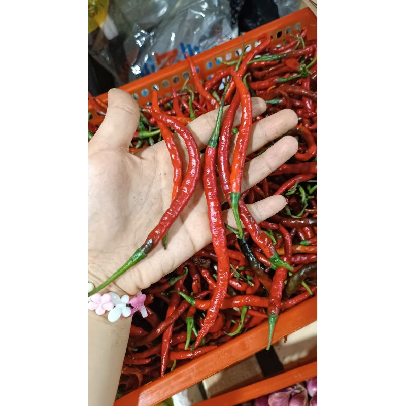 

Cabe Keriting Merah (100gr)