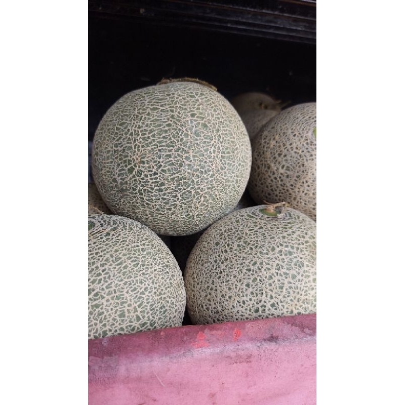 

Melon Rock Utuh (Pcs)