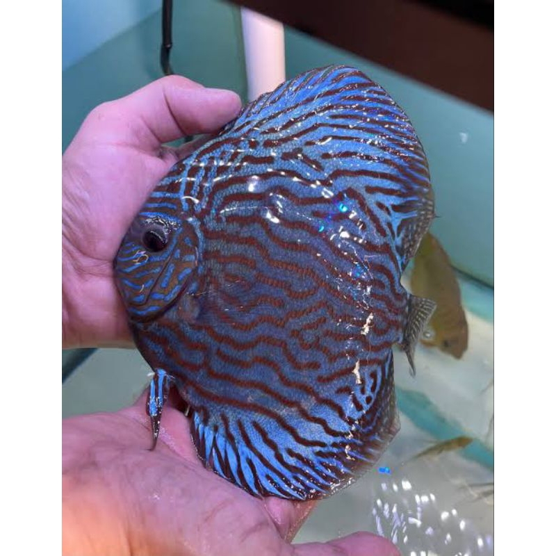 discus purple mozaik 2cm