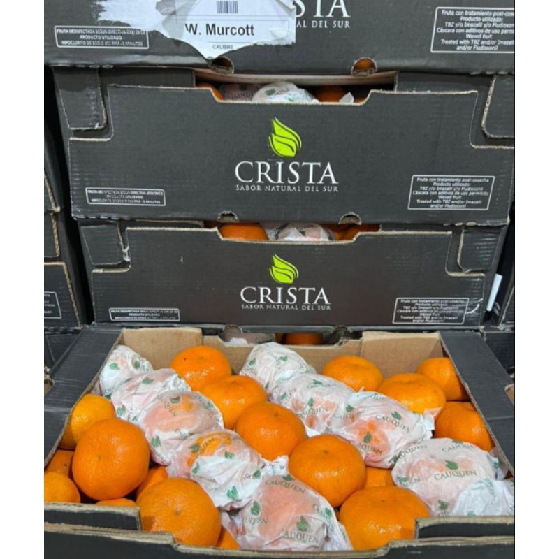 

Jeruk Murcot Mandarin Australia 1 dus 9,5kg