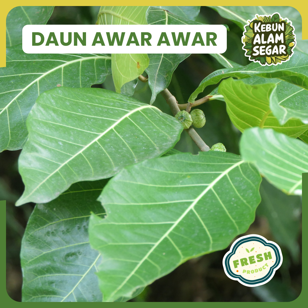 

DAUN AWAR AWAR LIAR SEGAR 100 gram Langsung Petik