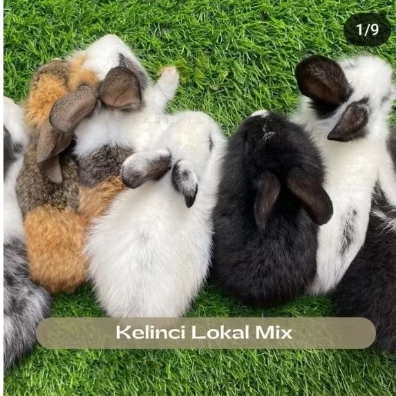 kelinci anggora lokal mix anakan kelinci lokal