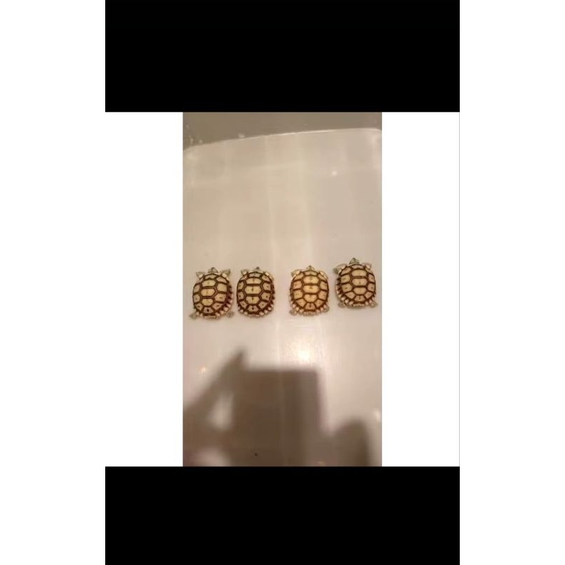 kura kura sulcata baby sulcata