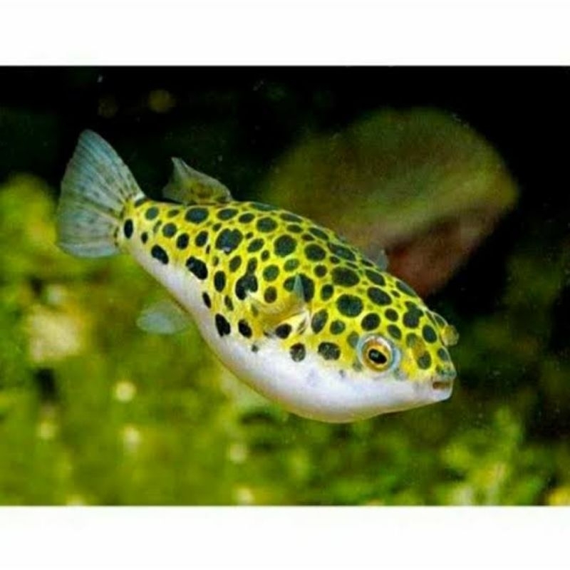 ikan buntal air tawar (uk -+10cm) indukan buntal
