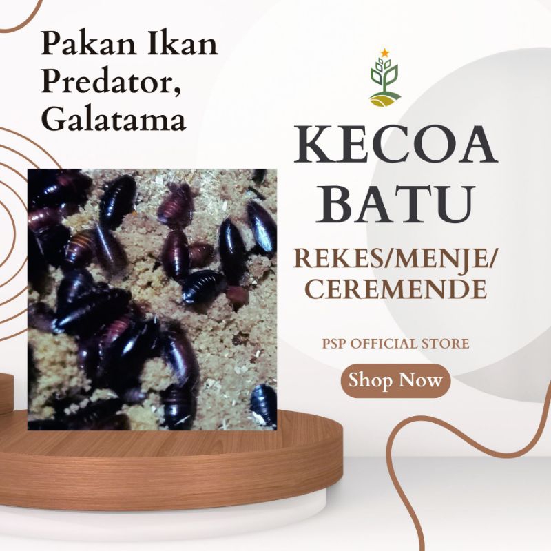 KECOA BATU/REKES/MENJE/CEREMENDE PAKAN IKAN PREDATOR | UMPAN GALATAMA