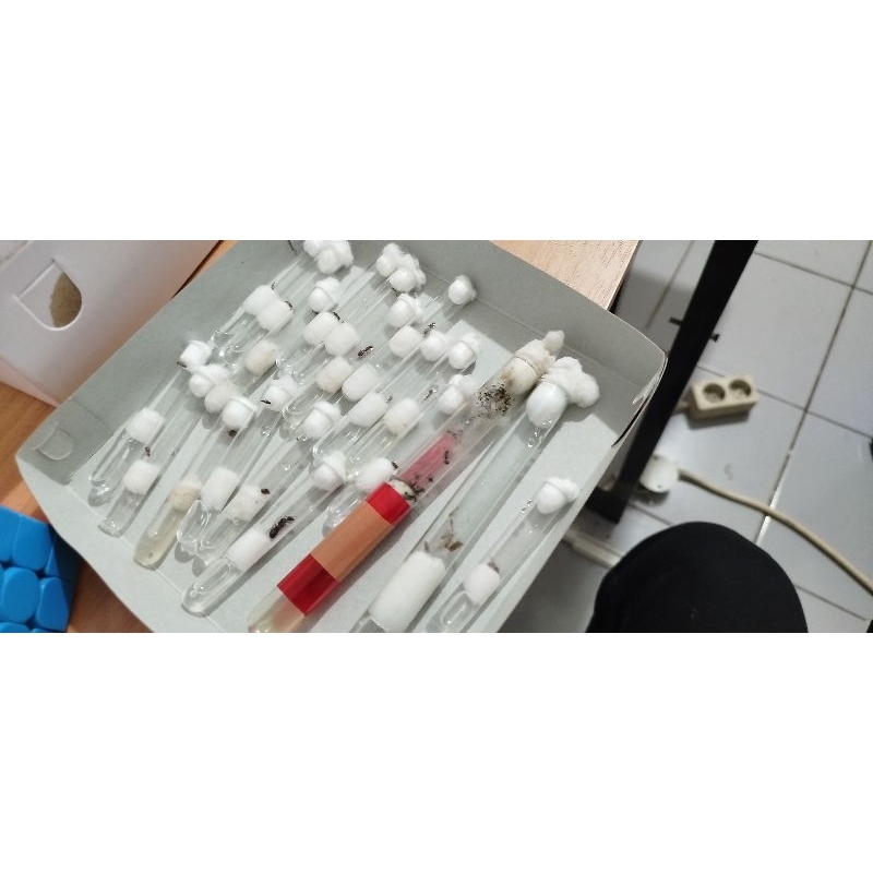 ratu semut ant queen founding