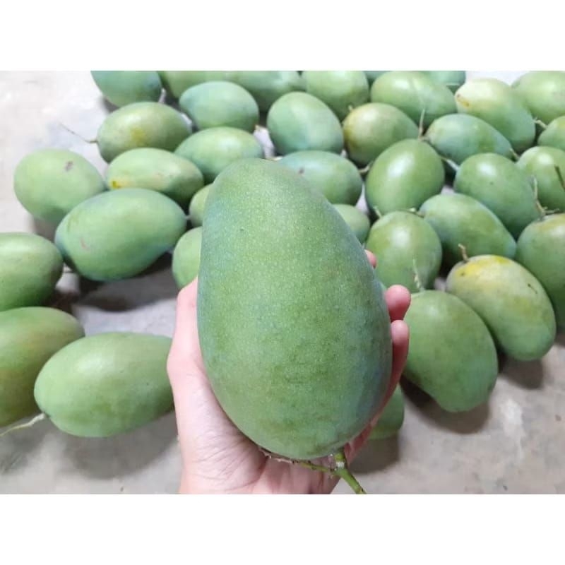 

MANGGA GADUNG BS 1KG | ASLI PASURUAN JATIM