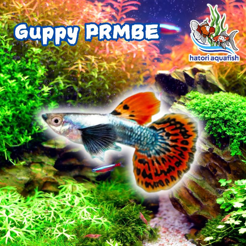 Guppy PRMBE