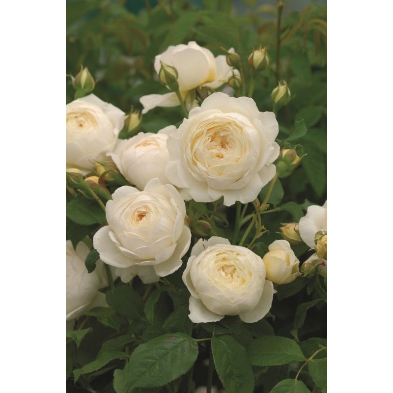 Tanaman Hias Bunga Mawar Kampung putih- Mawar Prosperity- Mawar Wangi - DEWASA