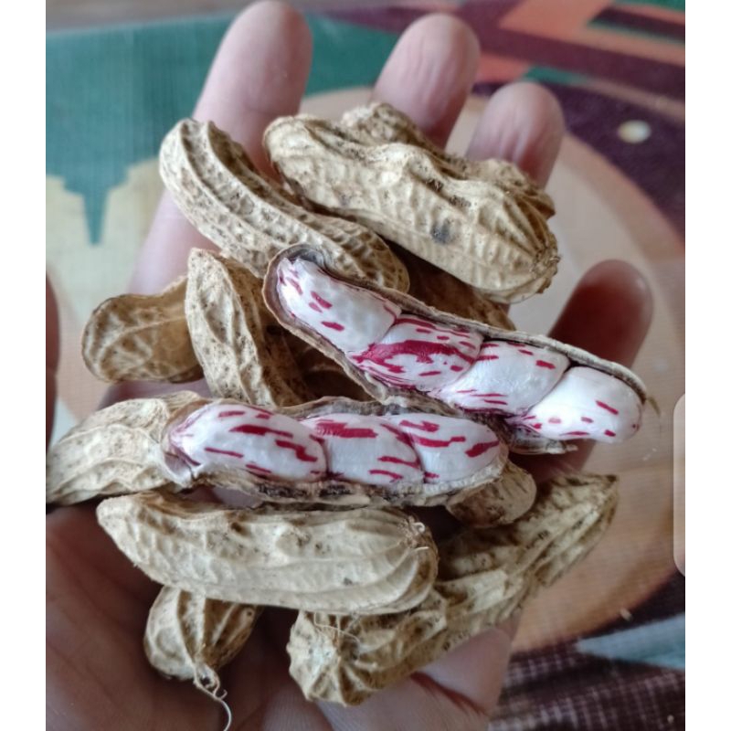 

KACANG LURIK/KACANG SULTAN ORIGINAL KUALITAS TERJAMIN 1 KG