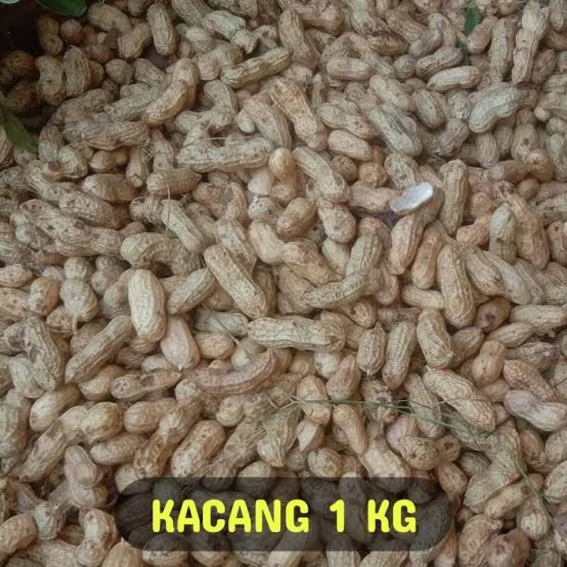 

kacang tanah kering