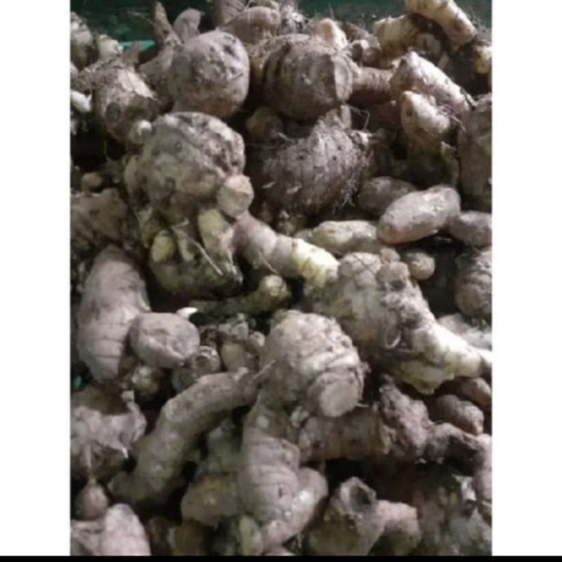 

Temu Putih Segar 500 g