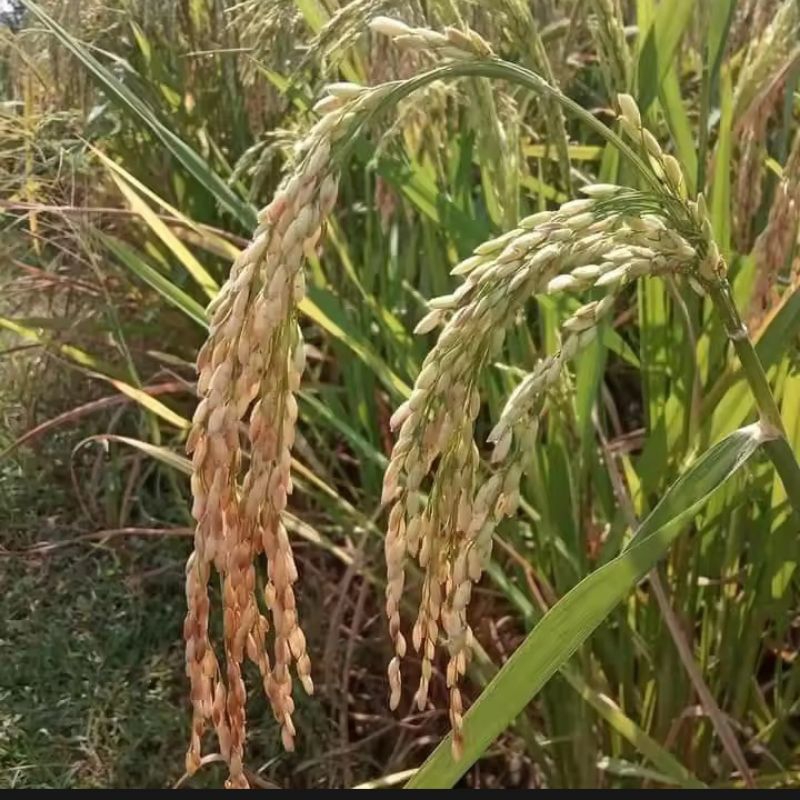 Benih padi 2 tongkol jumbo kemasan 1kg