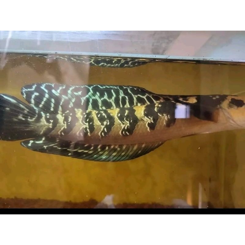 maru LABEL BATIK 12-14cm kualitas kontes yellow sentarum/ys