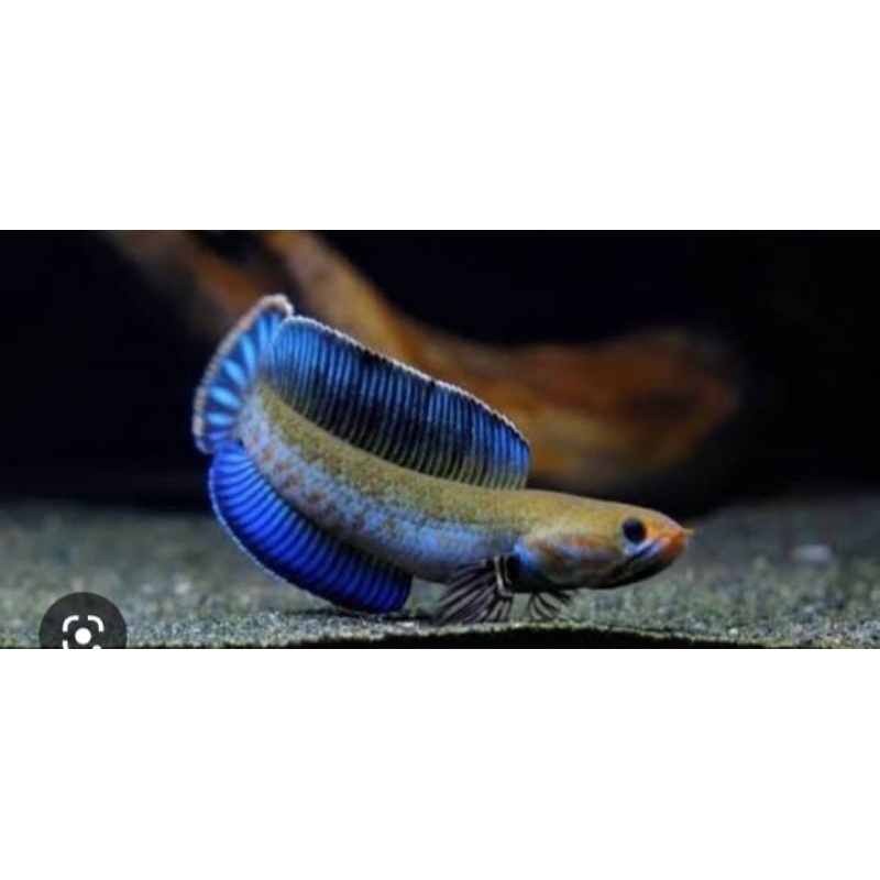 paket andrao size 7-10cm bergaransi