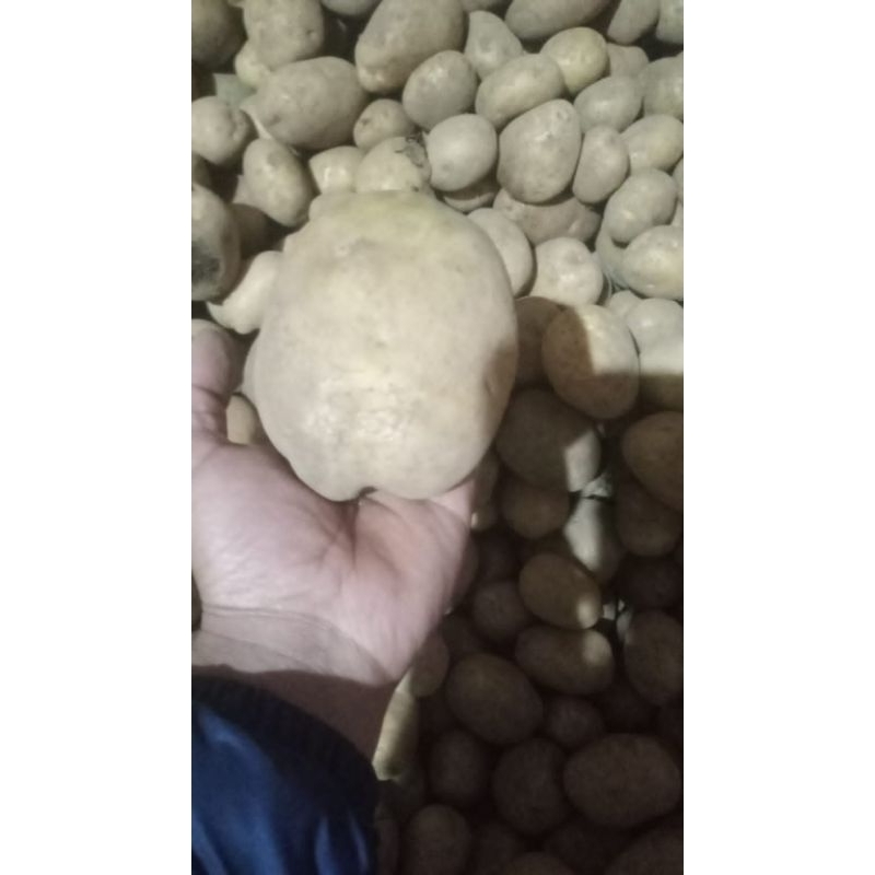 

KENTANG ASLI DIENG SUPER KUALITAS 5kg [MM -sayur segar -kentang segar]