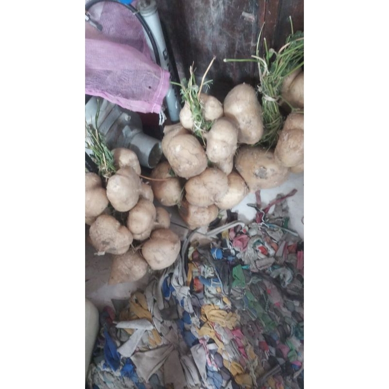 

bengkoang madu 1 tali isi banyak berat 3kg organik asli