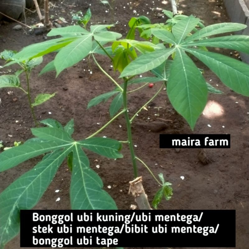 bonggol ubi mentega/bonggol ubi kuning/bonggol ubi tape/stek ubi kayu mentega/per ikat 10potong