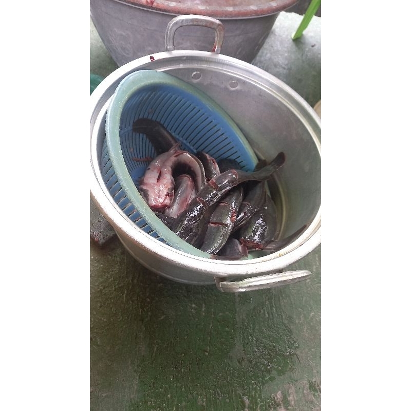 

IKAN LELE Besiang dan Bumbu