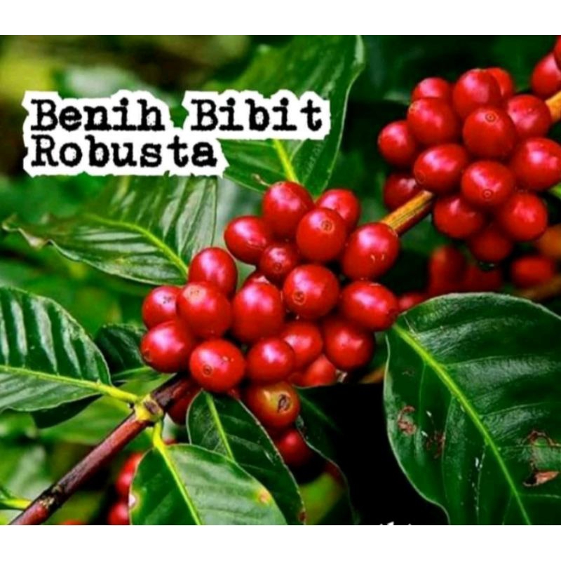 bibit kopi robusta siap tanam