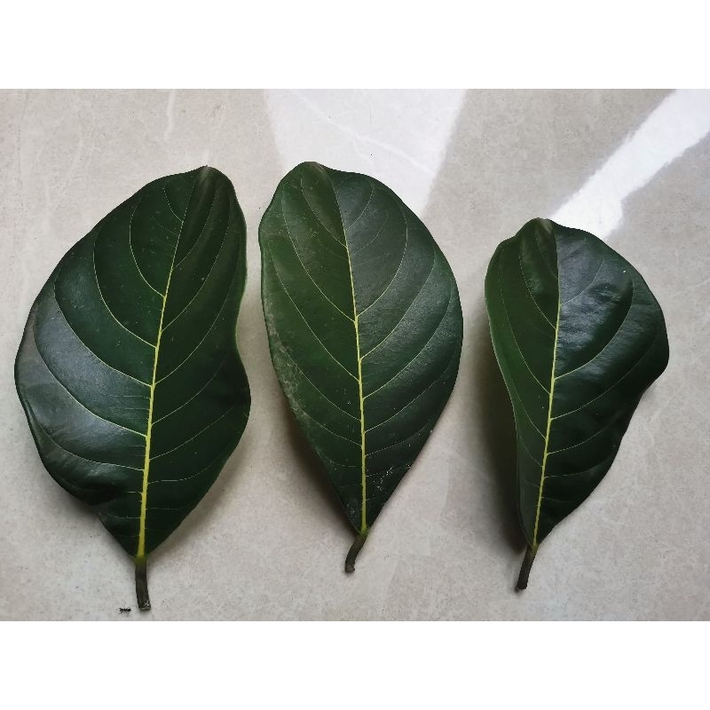 

Daun nangka segar harga 1 lembar