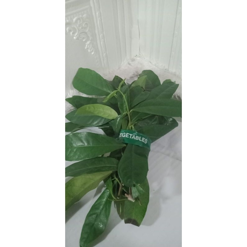 

Daun salam 1 iket 20gram