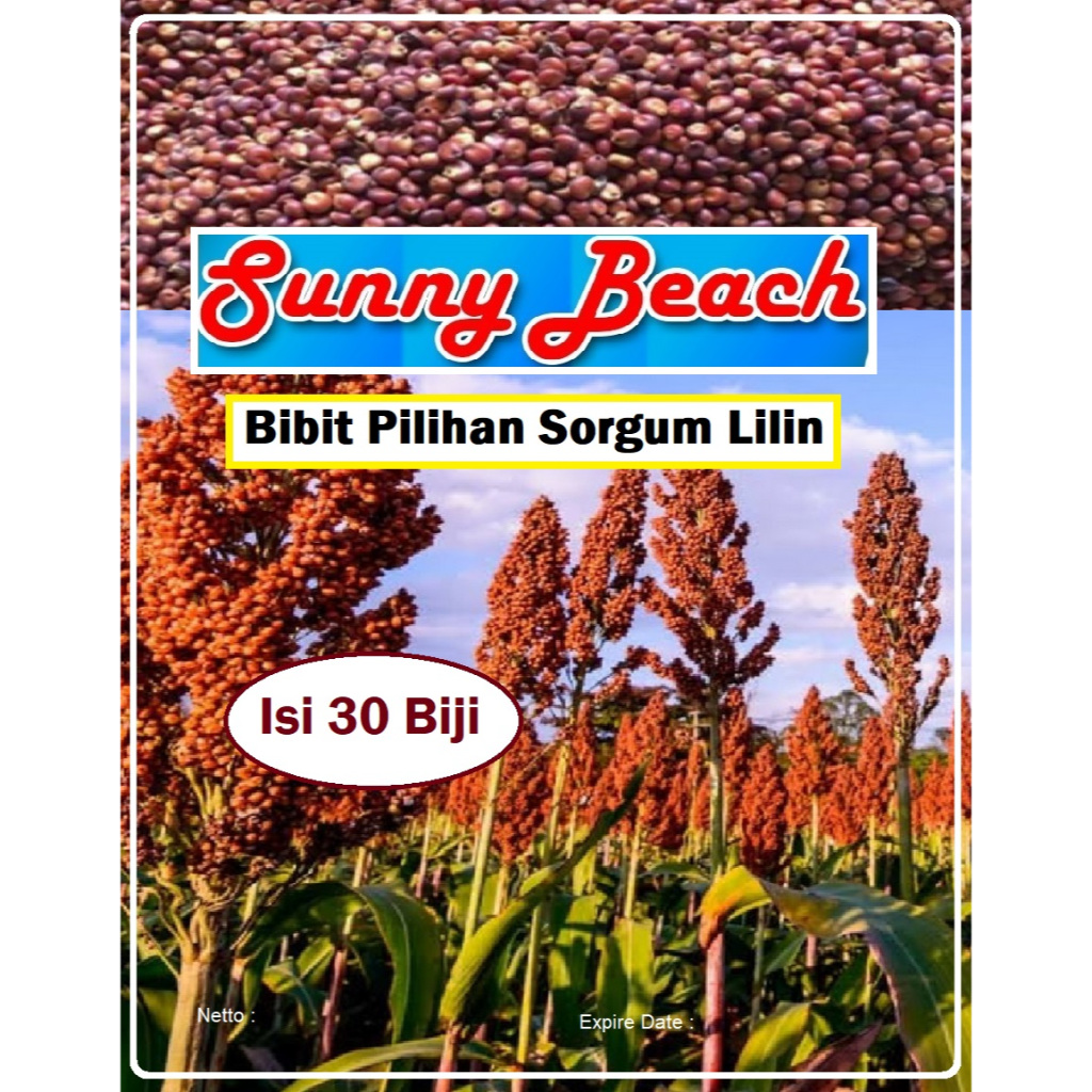 Bibit Pilihan Sorgum Lilin | Biji Benih Sorgum Lilin | Biji Bibit Pohon Sorgum