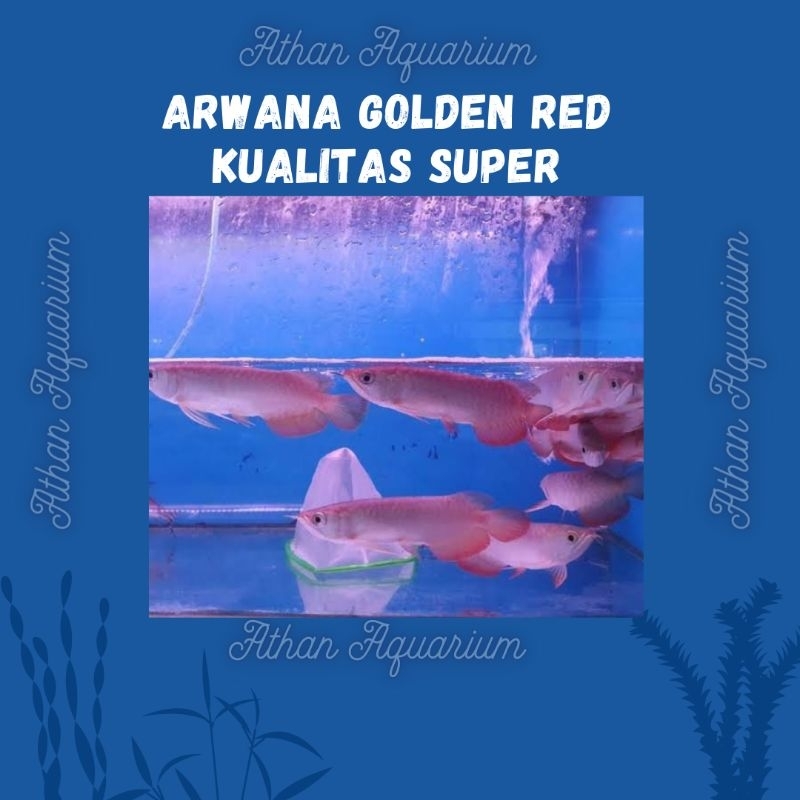 WAJIB BACA DESKRIPSI arwana/aroana golden red kualitas super kecil ukuran 9-10cm