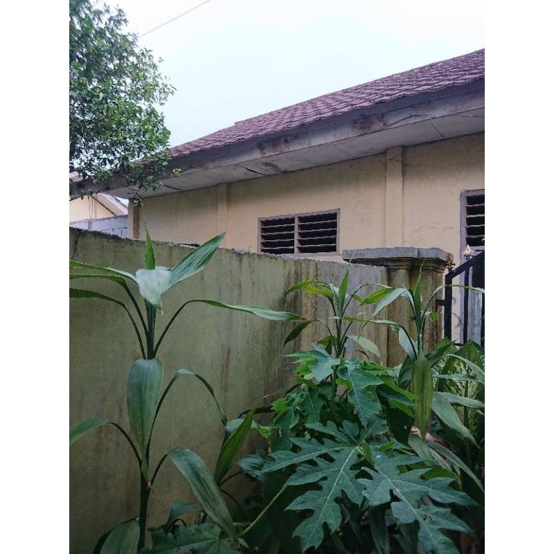 varsity hoodie pancoat