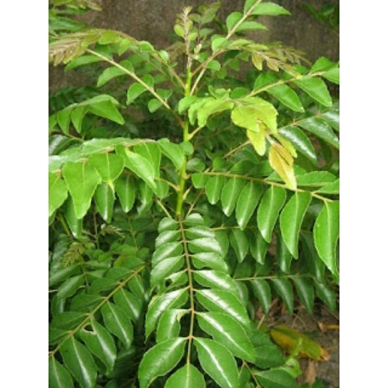 Tanaman herbal daun koja/ daun kari