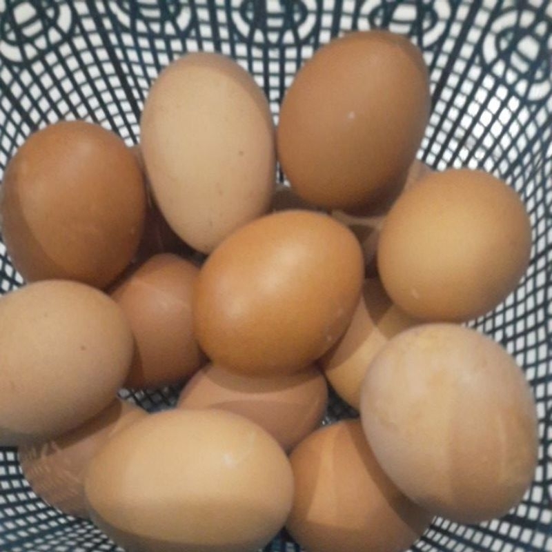 

Telur Ayam