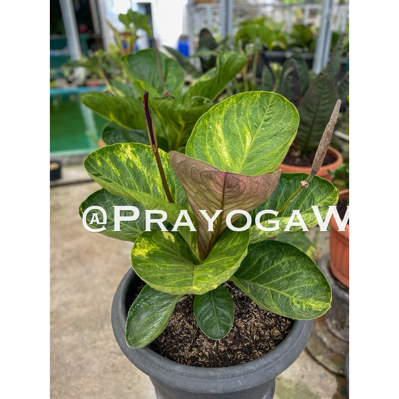 Bibit jemani mangkok variegata