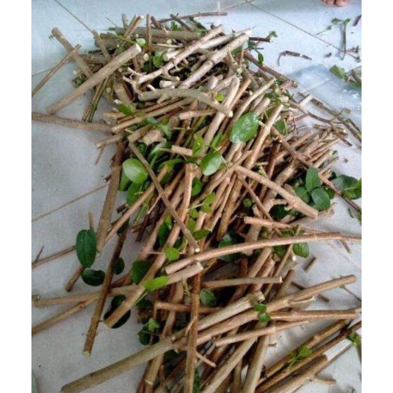 bibit stek cincau hijau / cincau perdu siap tanam / benih cincau organik / bibit cincau hijau terbai