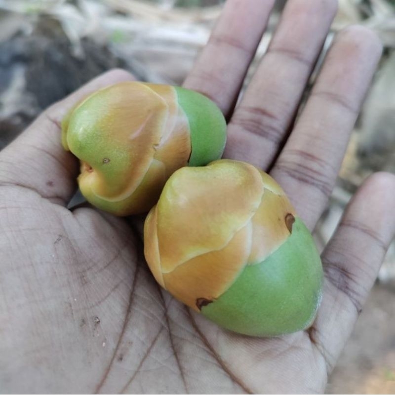 

Kelapa Kecil 5 Pcs | Beluluk Kelapa