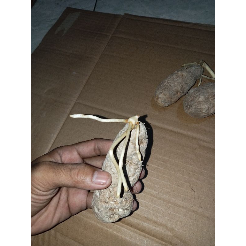 Bibit ubi gembili / benih ubi gembili / bibit mbili