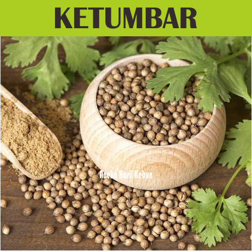 

100 Gr Ketumbar Asli Murni Organik Kualitas Premium