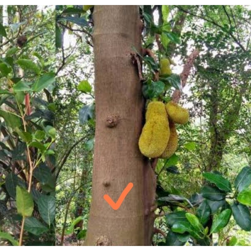 

Kulit pohon nangka segar 500 gram organik