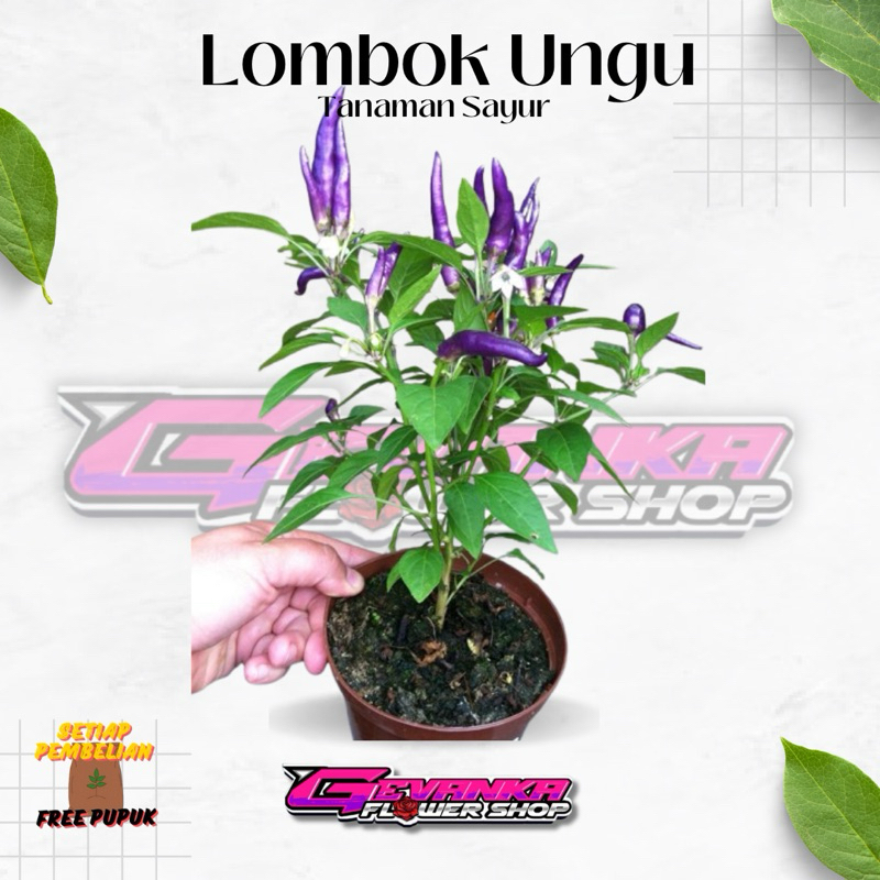 Tanaman Hidup Cabe Ungu Berbuah - Cabe Ungu - Cabe Ungu Berbuah - Bibit Cabe Ungu BerbuahTanaman Hid