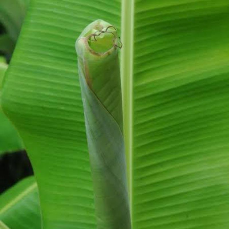 Pucuk Daun Pisang / Pupus Daun Pisang