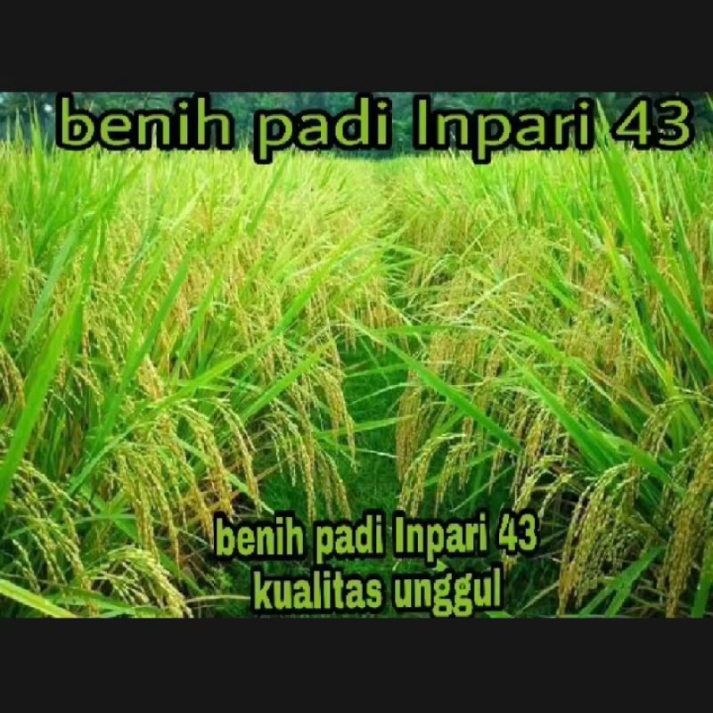 Benih bibit padi inpari 43 kualitas unggul super 1kg