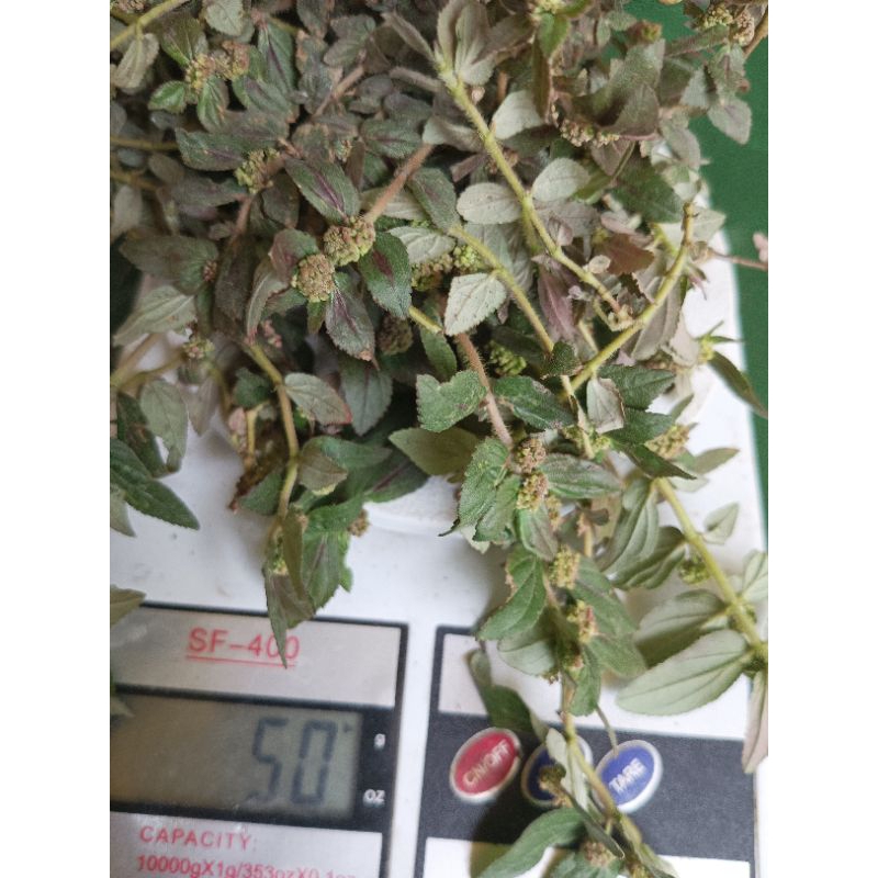 

Patikan Kebo Segar 50 gram Petik Langsung Fresh.