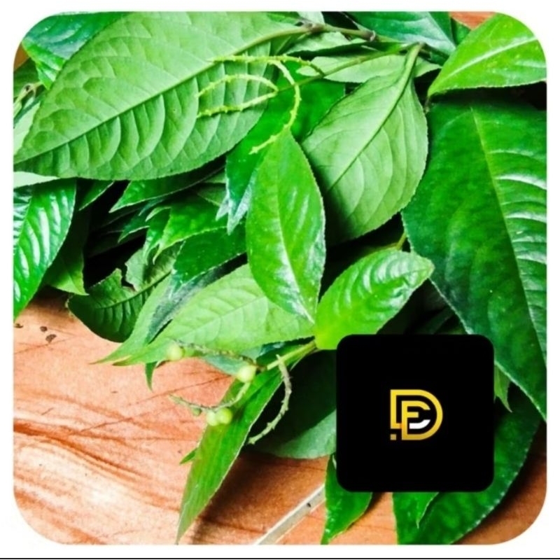 

Daun karas tulang segar 250 gram fresh-az