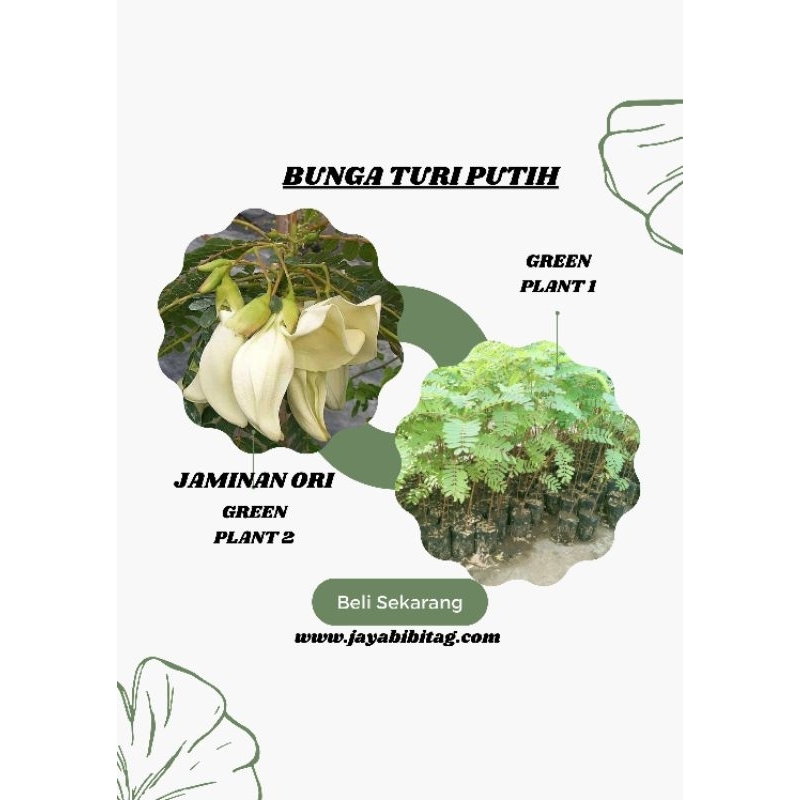 Bibit Kembang Turi Putih Paket 3 Bibit