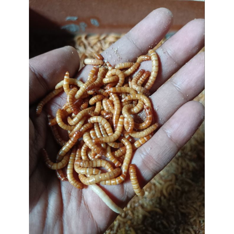 ulat hongkong hidup/mealworm hidup 200 gram