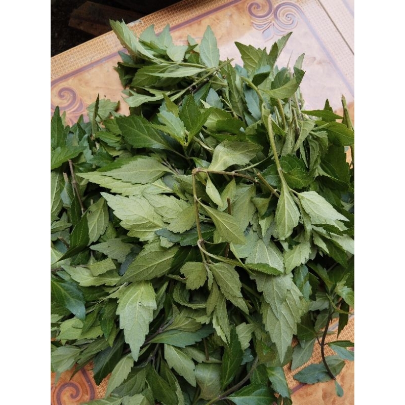 

daun kumis kucing segar 600gram