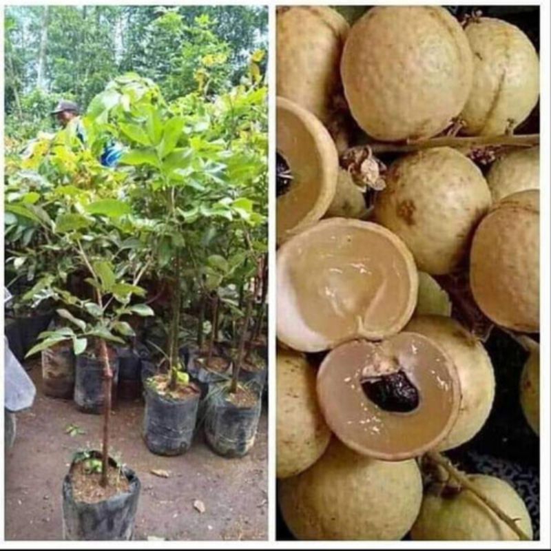 

kelengkeng matalada