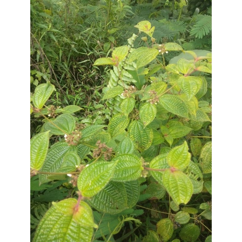 

DAUN HEREDONG BULU SEGAR 100gr