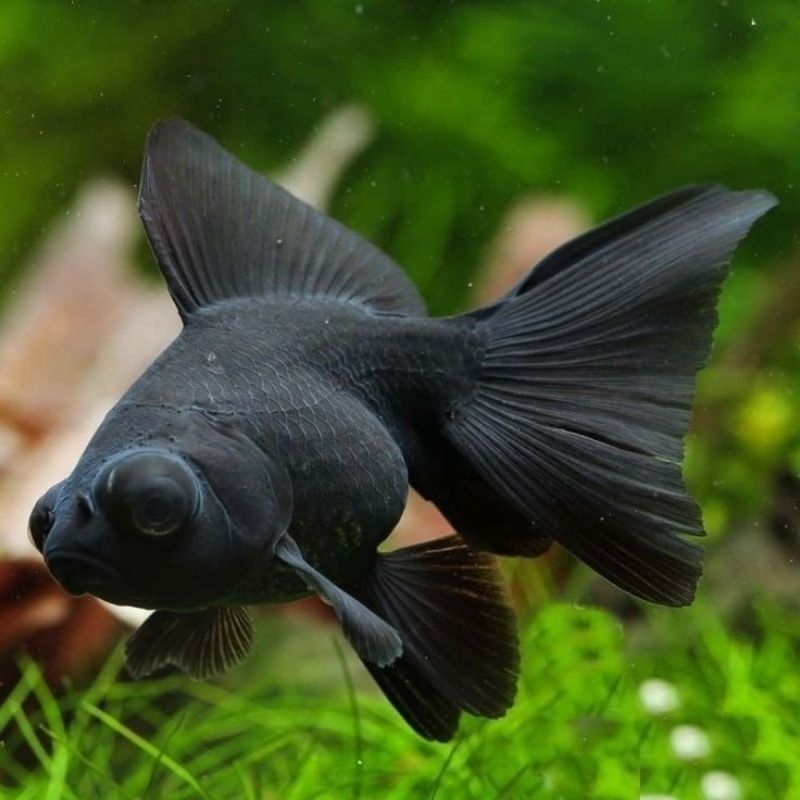 Ikan Hias Koki Lowo Black Koki Black Moor Size 4cm Hiasan Aquarium Kolam Tank Aquascape