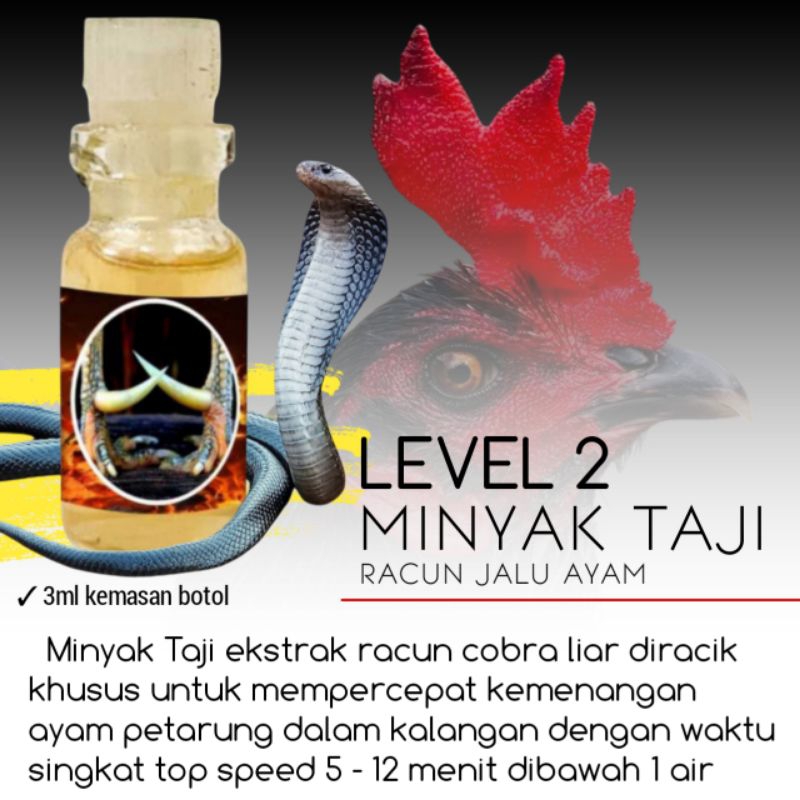 Racun Jalu level 2 pukul perusak badan kepala leher ayam bangkok aduan